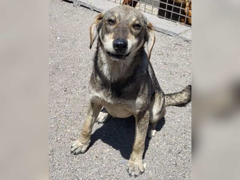 Lebensfrohe ♥ Pika ♥ sucht ihre treuen Menschen