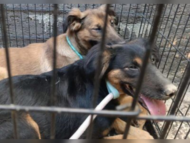 Schüchterne Crissi - braucht Liebe und Halt