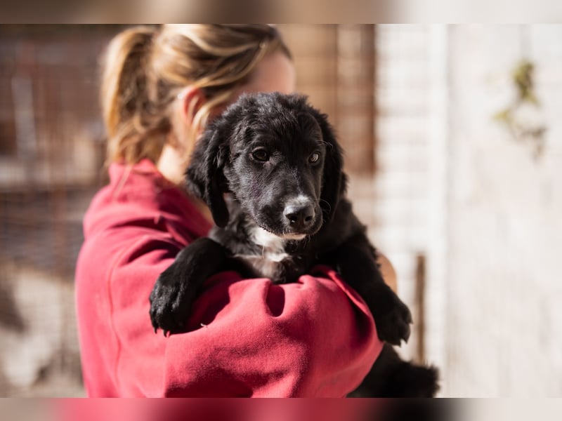 Rudi ❤️ verspielter, lieber Welpenbub! Rudi ❤️ verspielter, lieber Welpenbub!