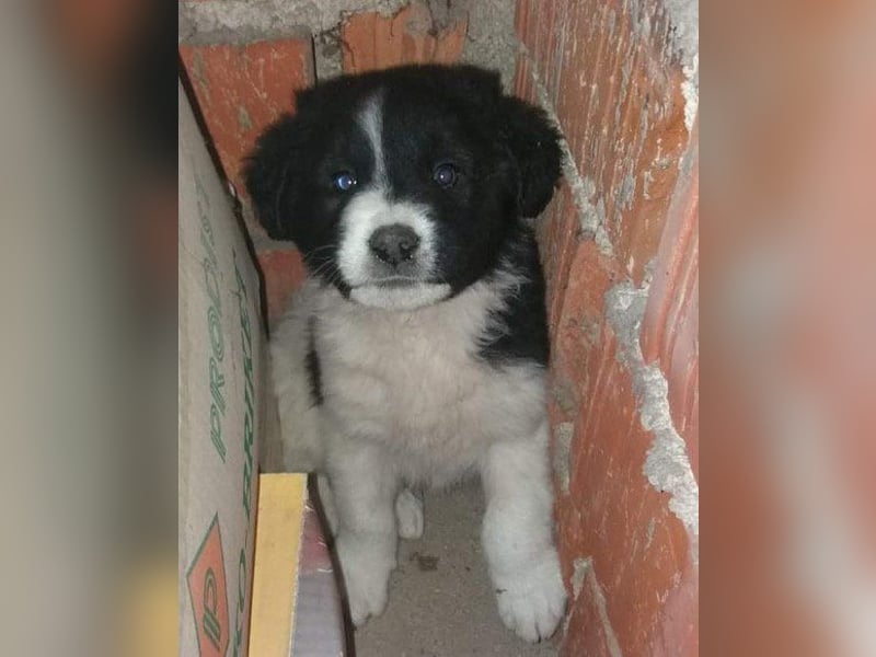 Sammy- jung, noch schüchtern - sucht seine feste Bindung