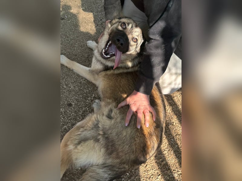 COCO❤️verspielt, sanft und voller Vertrauen: ein Herz für Groß und Klein!