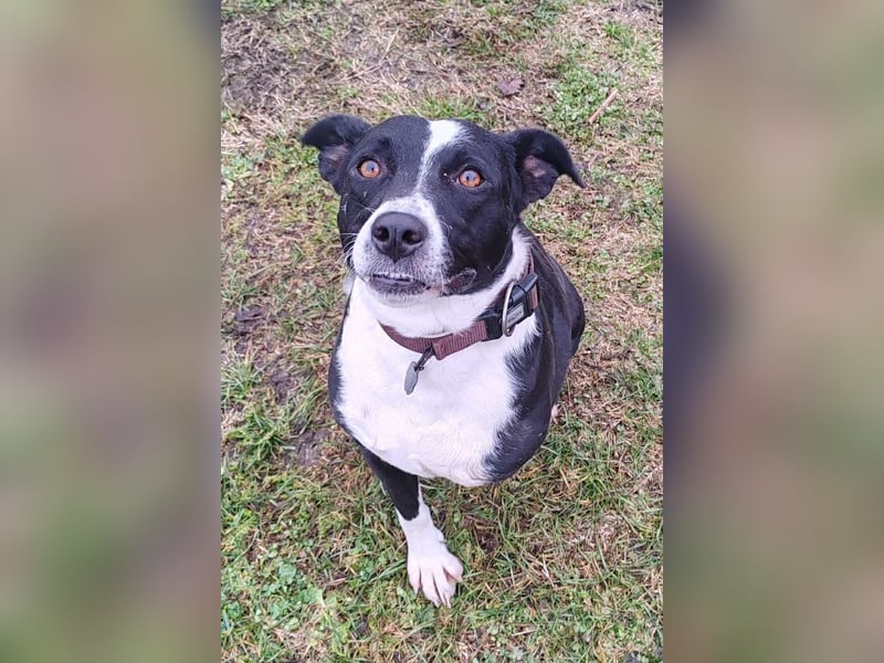 Betty ❤️ verschmuste & anhängliche Hundedame