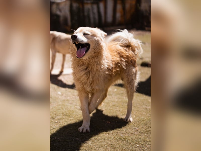 SKOČKO❤️ein Sonnenschein auf vier Pfoten sucht dich