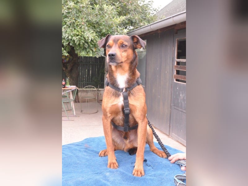 Lieber ♥Amon♥ sozialer, neugieriger Rüde