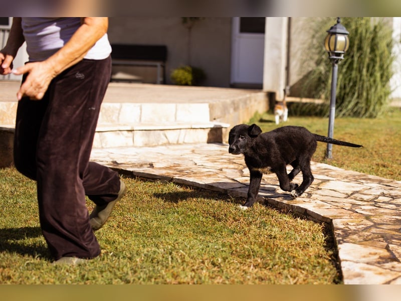 Junger Cosmo - charmanter Schäfi-Mix-Bub