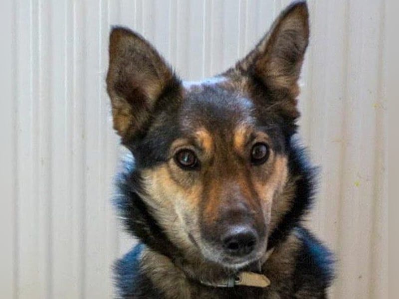 Fibi - eine sanfte Fellnase mit Charakter