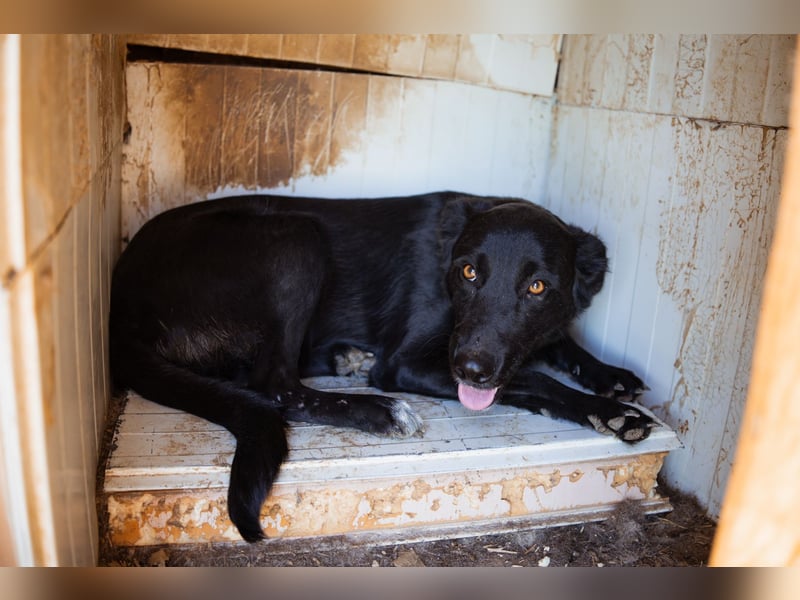 GARA❤️ruhige, sanfte und menschenbezogene Kuschelperle