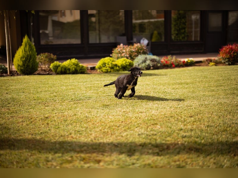 Sienna süße junge Schäfi-Mix-Schnute