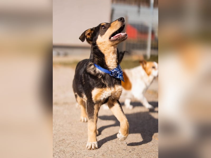 Norio ❤️ kuschliger, verspielter junger Hundebub