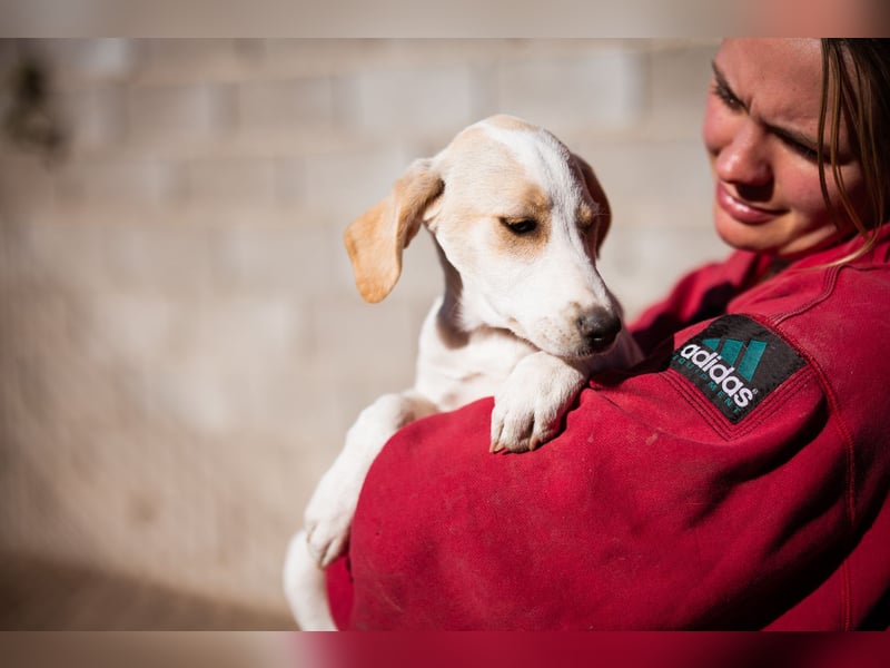 Leni ❤️ zuckersüßes, junges Hundemädchen Leni ❤️ zuckersüßes, junges Hundemädchen