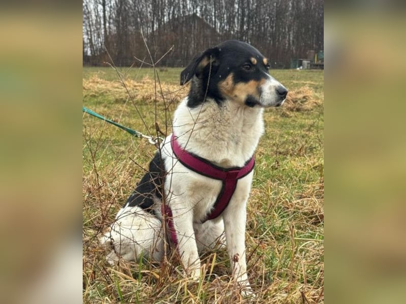 Milly ❤️ liebe, sanfte Hündin sucht dich!