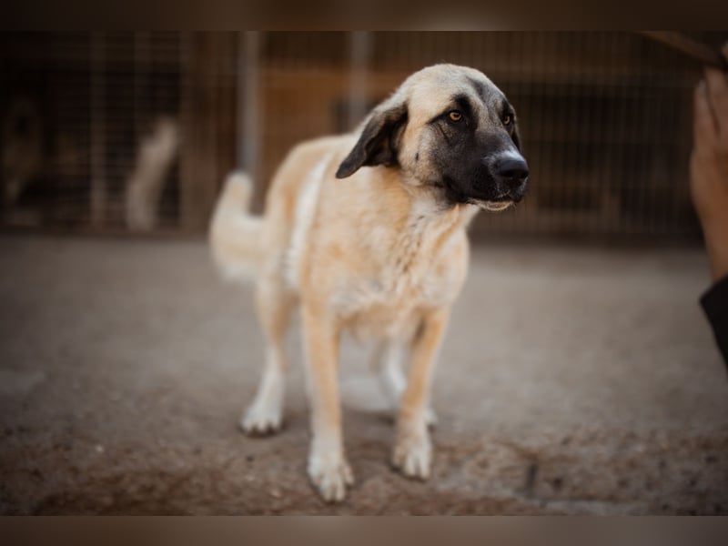 Sofia ♥️ liebe und aktive HSH-Mix-Junghündin