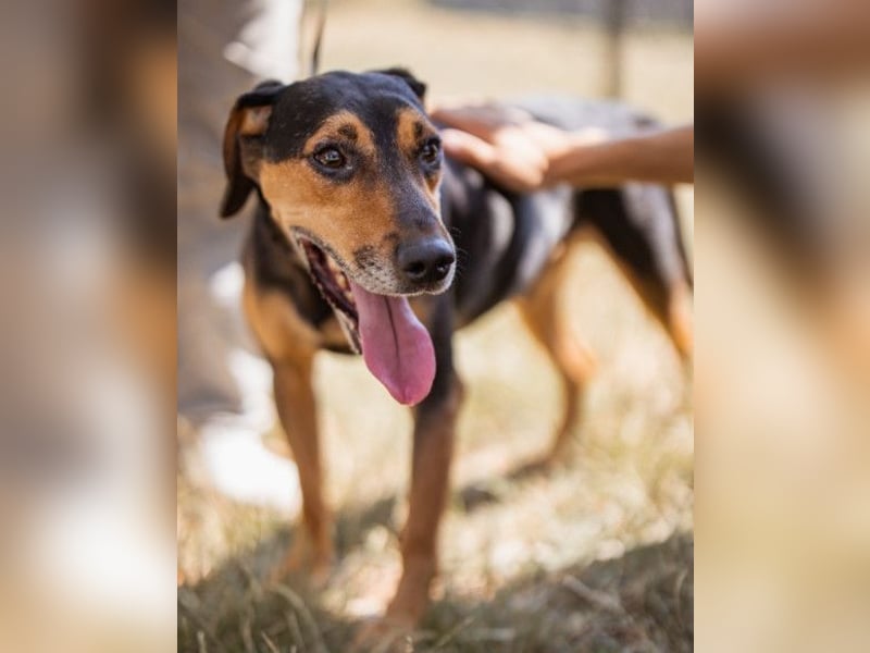 Jasco ❤️ neugierig, lebhaft & verspielt