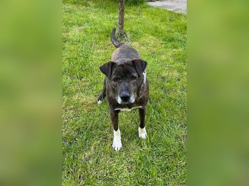 Ebelin ❤️ so herzensguter Familienhund!