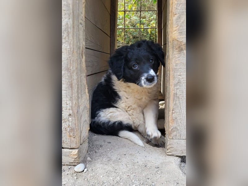 Süße Welpin ♥Suki♥ sucht ihre Menschen