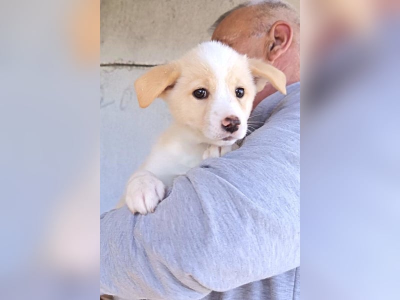 Welpin ♥Tina♥ hofft nun darauf ihre lieben & treuen Menschen zu finden