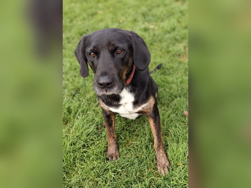 Leo ❤️ wartet in 84524 Neuötting auf dich