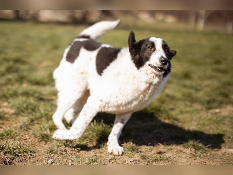 Toller Rüde ♥Thor♥ ruhig & ausgeglichen mit einem kleinen Tick