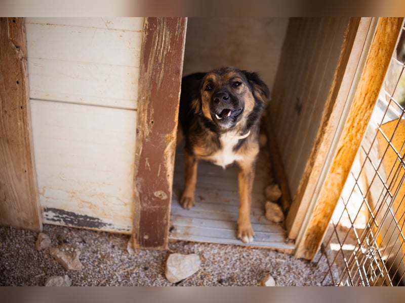 Jacky ❤️ junge Traumhündin sucht Zuhause