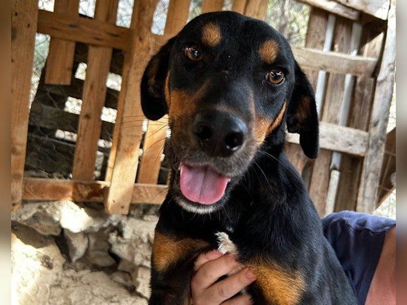 Lieber Mico ❤️ aufgeschlossen & verkuschelt!