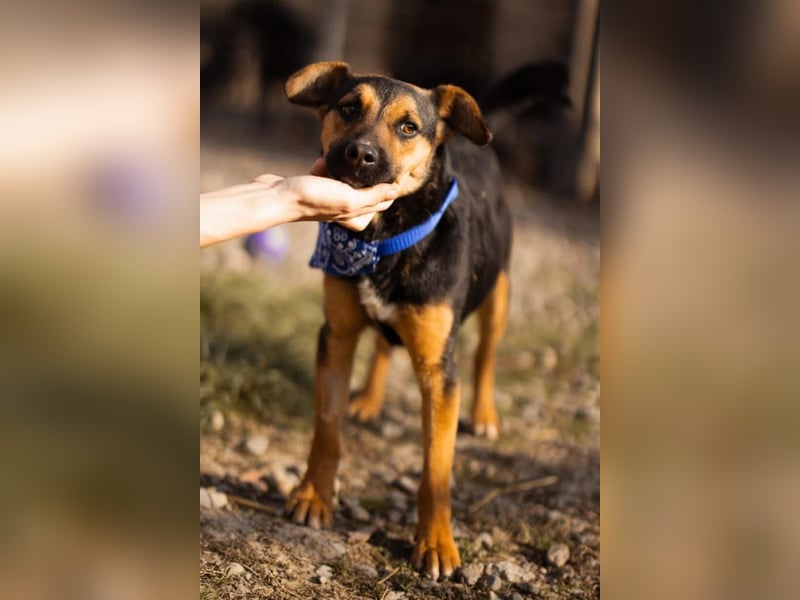 Loki ❤️ verspielter + neugieriger Hundebub