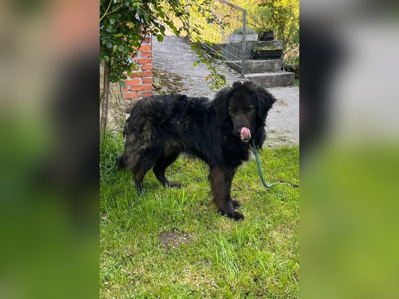 BIMBO❤️freundlicher, ruhiger Fellschnuffel - liebt einfach alles und jeden um sich herum