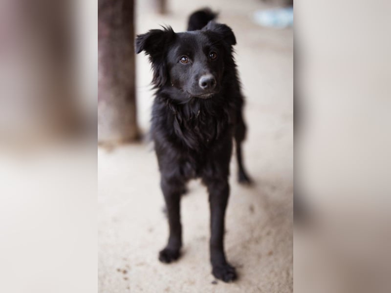 Filou ❤️ verspielter, so lieber Jungrüde
