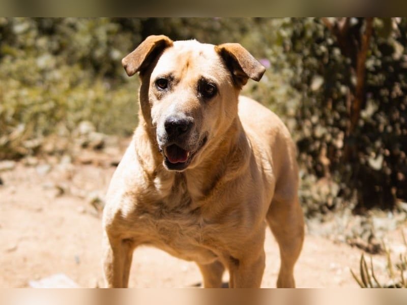 OldBoy Gringo - sanft, aufgeschlossen, kinder- und katzenlieb
