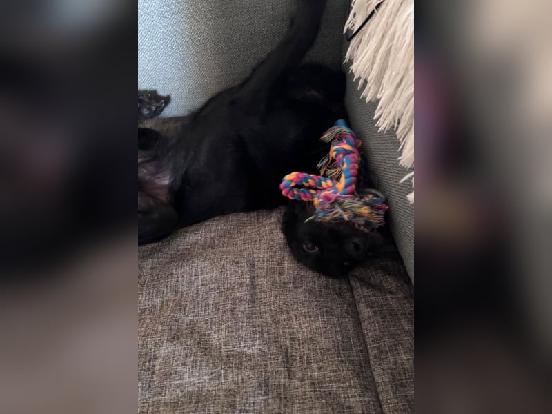 Ebony ❤️ wartet in 51469 Bergisch Gladbach auf dich