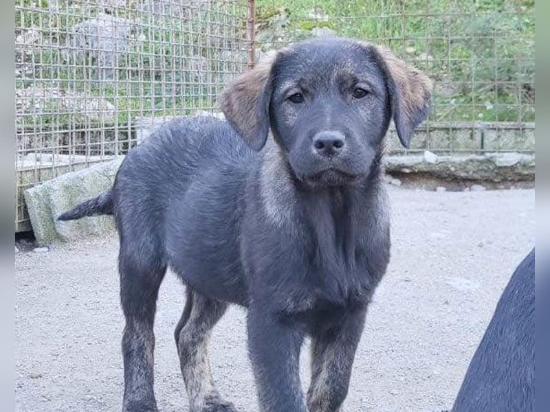 Notfellchen SHADOW❤️in 69198 Schriesheim, dringend Not-PS oder Für-Immer-Zuhause gesucht