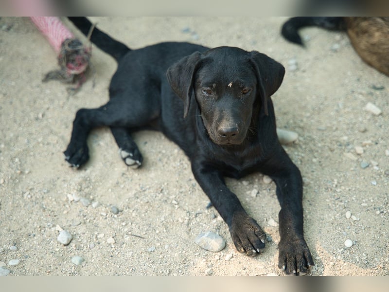 Schmusemaus RIEKA❤️verspieltes, fröhliches, aufgewecktes Welpenherzchen sucht ihre Für-Immer-Familie