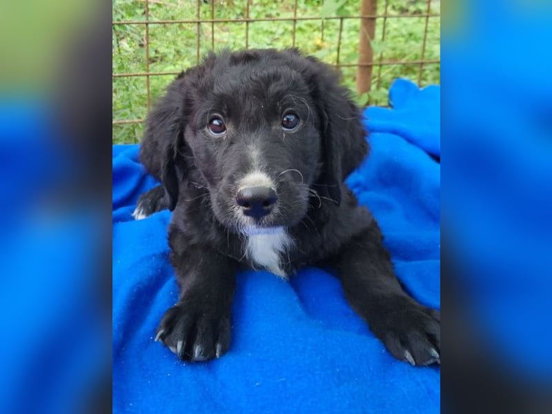Rudi ❤️ verspielter, lieber Welpenbub! Rudi ❤️ verspielter, lieber Welpenbub!