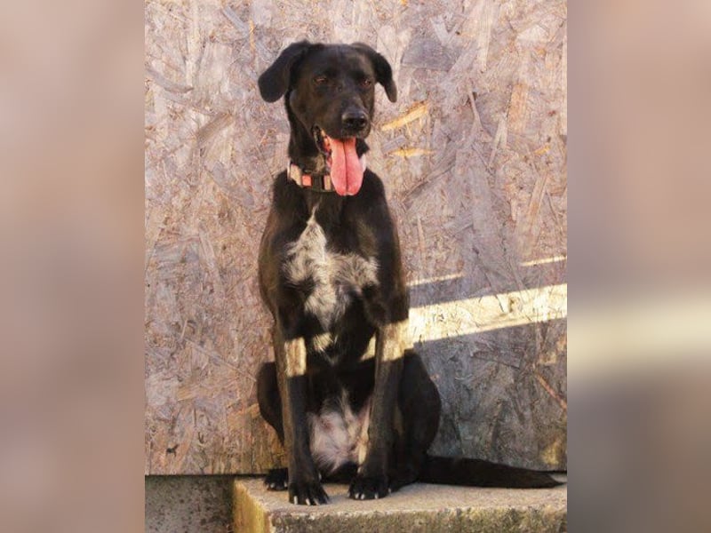 Xena - lebensfrohe, aktive, liebe Hündin