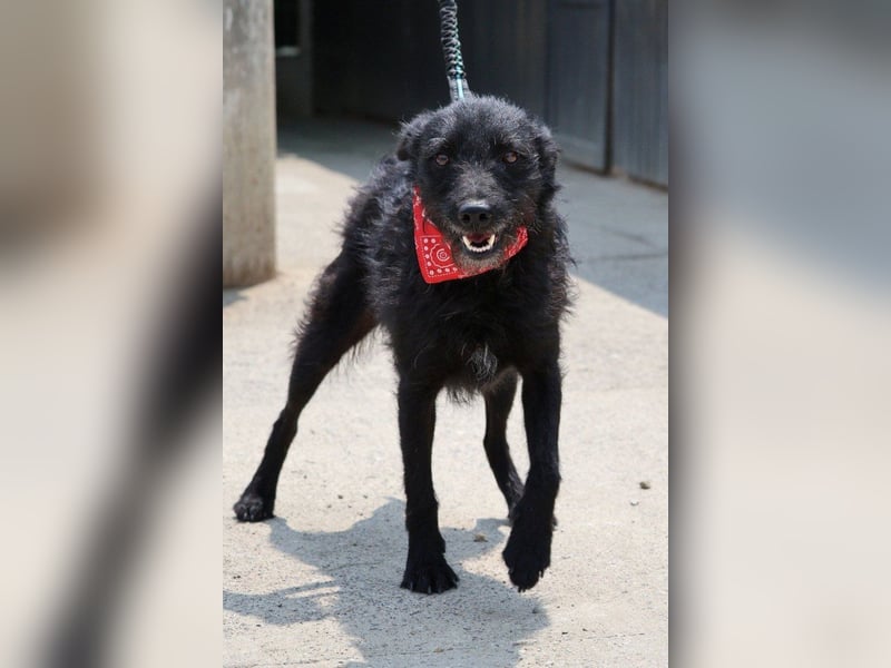 Sanfte ♥Arca♥ sucht Schutz & Liebe so verdient