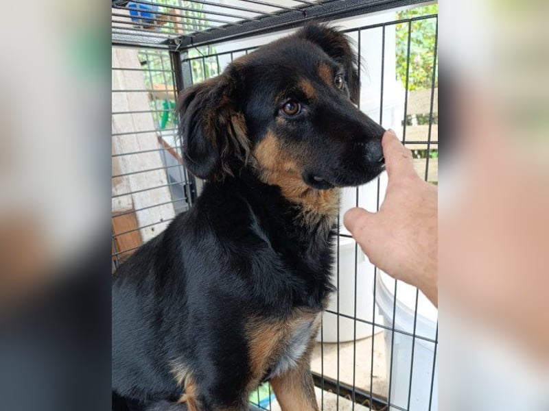 Kleine, schüchterne Vaiana = sucht Liebe und Treue