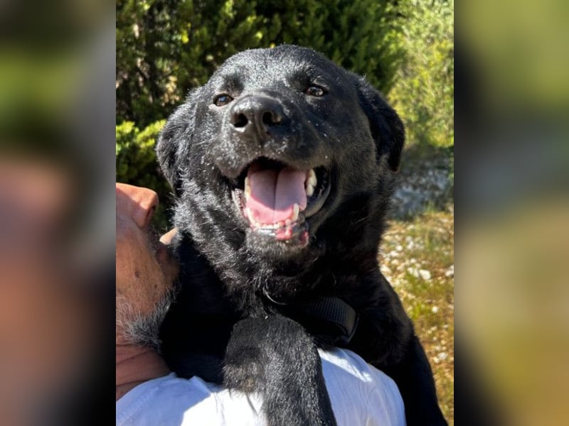 Bruce ❤️ Sanftmütig, loyal, verschmust!