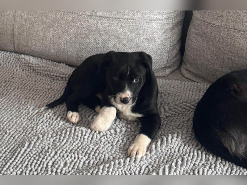 Welpe LENNI❤️kleiner Entdecker sucht sein großes Glück!