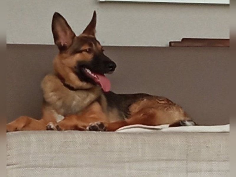 Liebevolles Fellnäschen Bebo -  liebt jeden, ob Mensch, Hund oder Katze