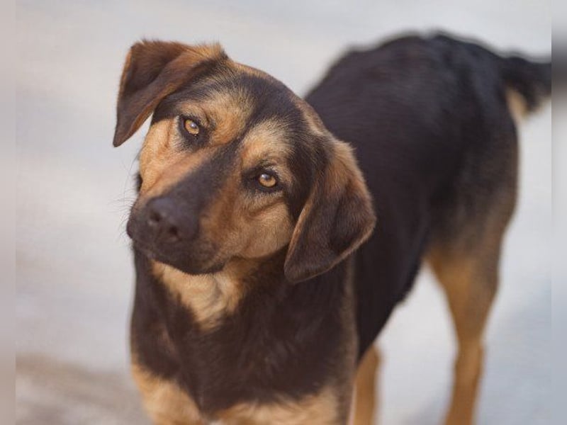 Wundervolle Aylini sucht ein Zuhause