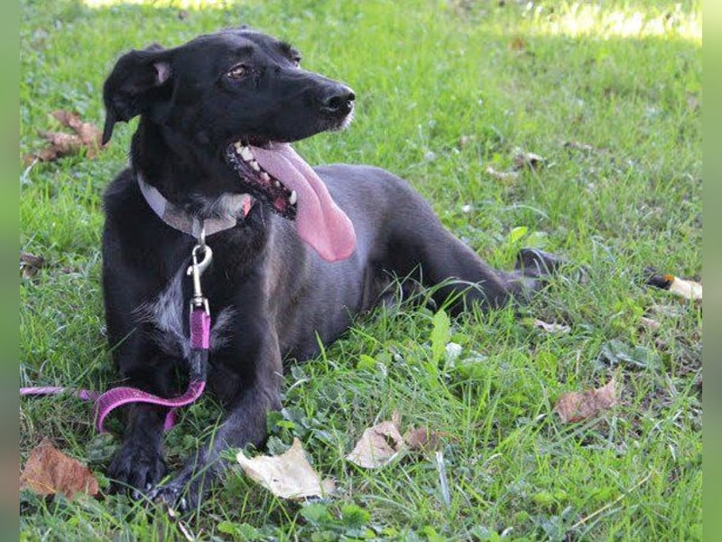 Xena - lebensfrohe, aktive, liebe Hündin