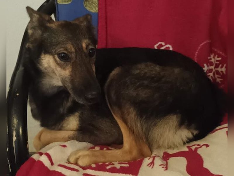 Fibi ❤️ sanfte Fellnase mit Charakter! Fibi ❤️ sanfte Fellnase mit Charakter!