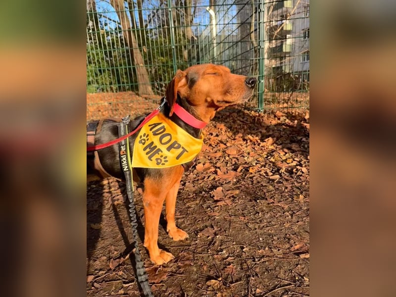 Holly ruhige, verschmuste Hündin sucht ihr Für-immer-Zuhause