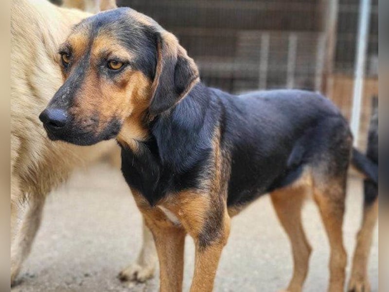Wundervolle Aylini sucht ein Zuhause