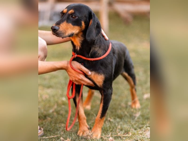 Lieber Bliss ❤️ sucht sein neues Zuhause