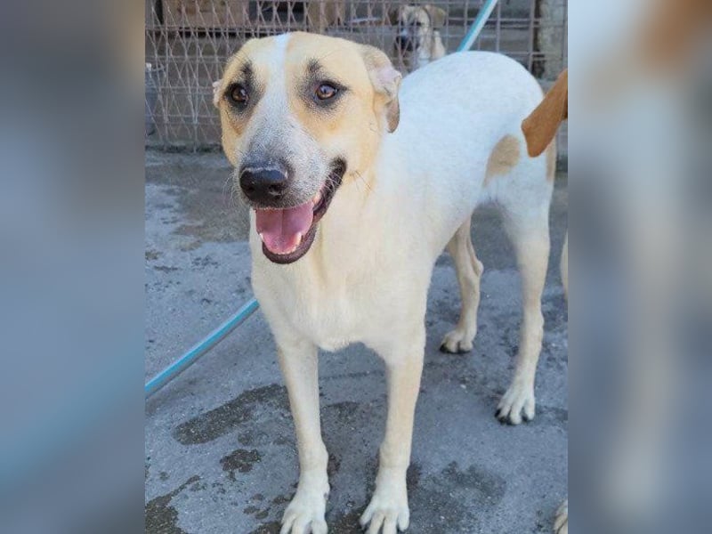 Liebe Nala möchte bei dir einziehen