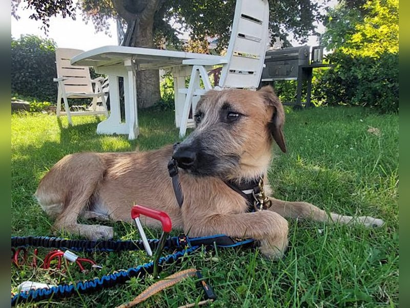 Taro wartet in 24885 Sieverstedt ❤