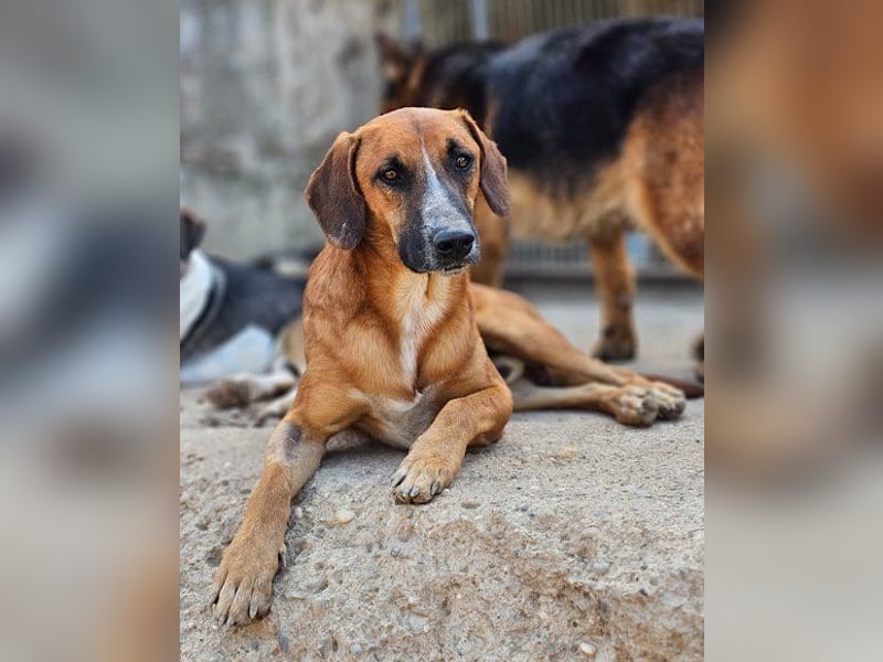Sanfter ♥Amigo♥ erwartet dich bereits in 74749 Rosenberg