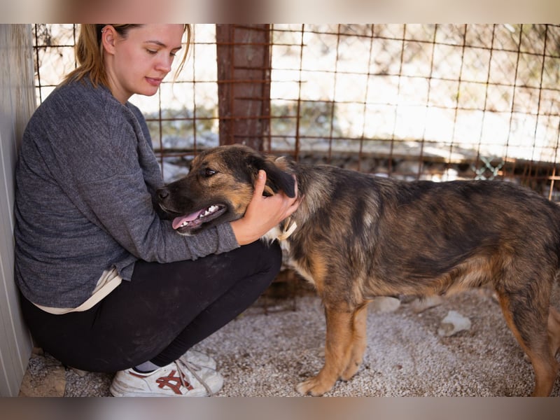 Jacky ❤️ junge Traumhündin sucht Zuhause