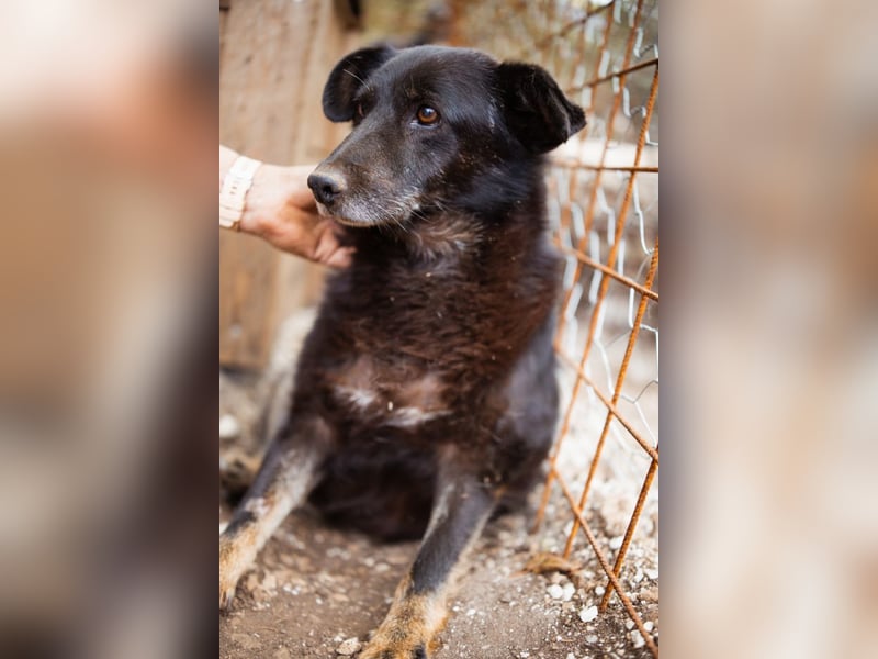 Liebevolle Hunde-Omi Gara ❤️ so sanft, freundlich und ruhig!