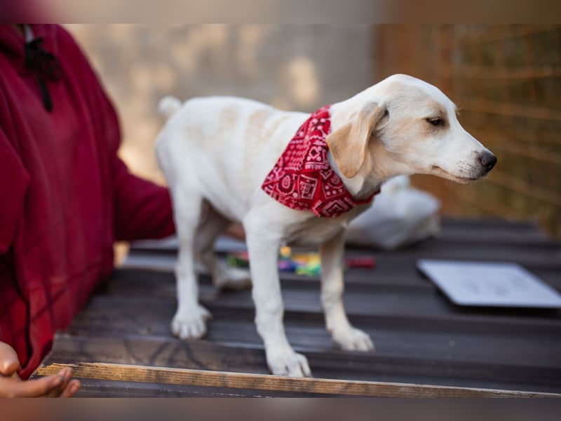 Leni ❤️ zuckersüßes, junges Hundemädchen Leni ❤️ zuckersüßes, junges Hundemädchen